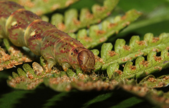 Figura 10. Larva <i>Ipanephis esperanzalis</i> (Erebidae), Último estadio posición la cabeza lateral, mide 30 mm aproximadamente. Planta hospedera <i>Hypolepis repens</i> (Dennstaedtiaceae). Voucher:19-SRNP-41861-DHJ767802.jpg.