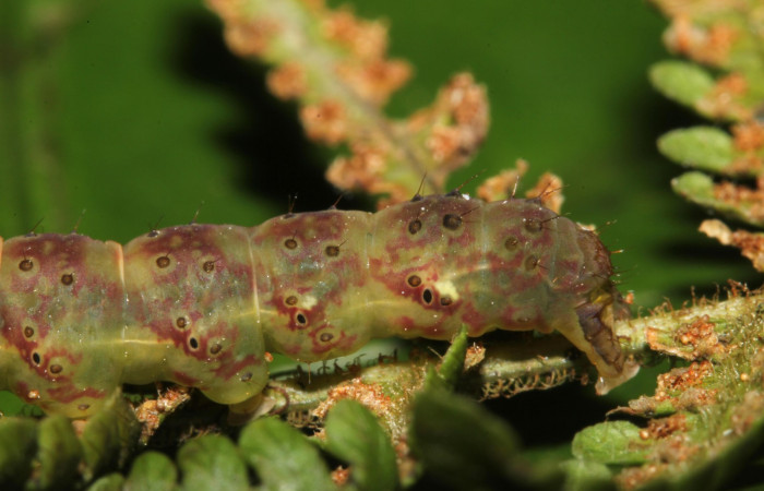 Figura 11. Larva <i>Ipanephis esperanzalis</i> (Erebidae), Último estadio posición lateral parte tracera, mide 30 mm aproximadamente. Planta hospedera <i>Hypolepis repens</i> (Dennstaedtiaceae). Voucher:19-SRNP-41861-DHJ767803.jpg.