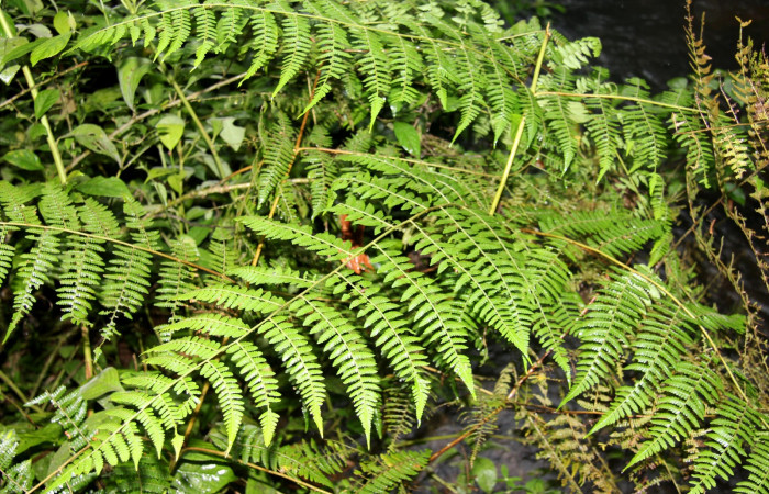 Figura 13. <i>Hypolepis repens</i> (Dennstaedtiaceae). planta hospedera de <i>Ipanephis esperanzalis</i> (Erebidae).
Foto tomada el 22 octubre 2019, por Jose Perez.