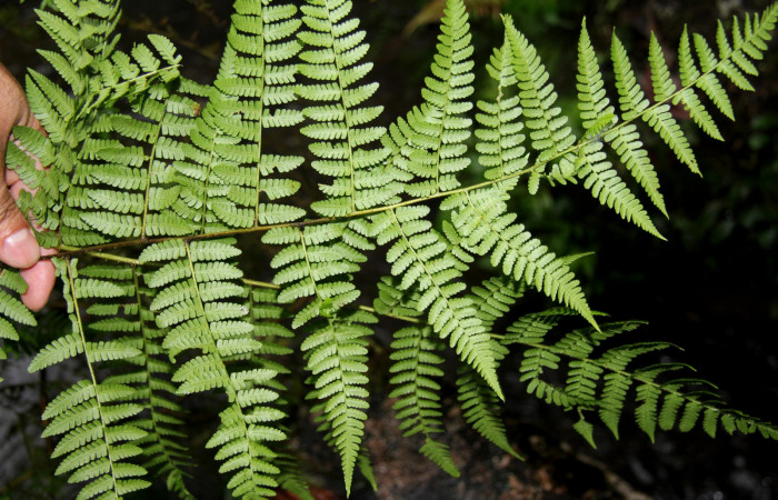 Figura 15. <i>Hypolepis repens</i> (Dennstaedtiaceae). planta hospedera de <i>Ipanephis esperanzalis</i> (Erebidae).
Foto tomada el 22 octubre 2019, por Jose Perez.