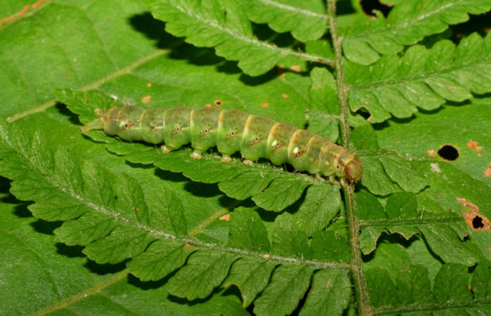 Figura 2. Larva <i>Ipanephis esperanzalis</i> (Erebidae), Último estadio posición lateral, mide 35 mm aproximadamente. Planta hospedera <i>Hypolepis repens</i> (Dennstaedtiaceae). Voucher: 07-SRNP-3495-DHJ426287.jpg.