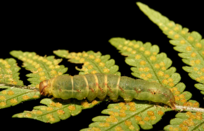 Figura 5. Larva <i>Ipanephis esperanzalis</i> (Erebidae), Último estadio posición lateral, mide 35 mm aproximadamente. Planta hospedera <i>Hypolepis repens</i> (Dennstaedtiaceae). Voucher:11-SRNP-42419-DHJ483295.jpg.