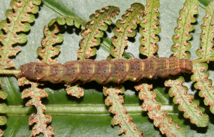 Figura 9. Larva <i>Ipanephis esperanzalis</i> (Erebidae), Último estadio posición dorsal, mide 30 mm aproximadamente. Planta hospedera <i>Hypolepis repens</i> (Dennstaedtiaceae). Voucher:19-SRNP-41861-DHJ767801.jpg.