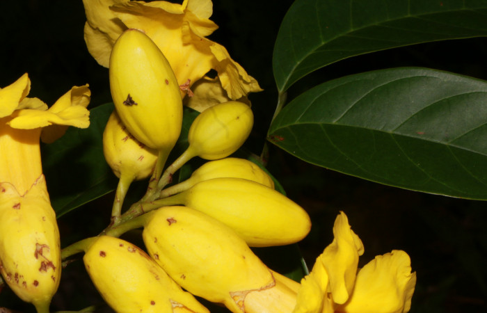 Figura. 10 Flor en botones, <i>Callichlamys latifolia</i>, (Bignoniaceae). Area de Conservación Guanacaste, Sector Rincón Rain Forest, Estación Leiva, Margen de Camino, (elevación 410 metros), colectada el 23 de Agosto 2019. Foto, Jorge Hernández.