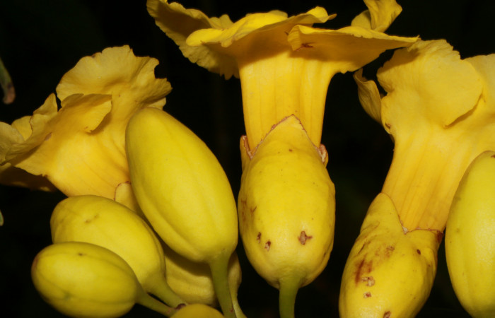 Figura. 8 Flores de laterales, <i>Callichlamys latifolia</i>, (Bignoniaceae). Area de Conservación Guanacaste, Sector Rincón Rain Forest, Estación Leiva, Margen de Camino, (elevación 410 metros), colectada el 23 de Agosto 2019. Foto, Jorge Hernández.