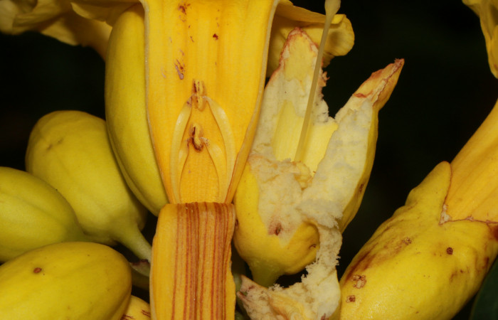 Figura. 9 Flor abierta, <i>Callichlamys latifolia</i>, (Bignoniaceae). Area de Conservación Guanacaste, Sector Rincón Rain Forest, Estación Leiva, Margen de Camino, (elevación 410 metros), colectada el 23 de Agosto 2019. Foto, Jorge Hernández.