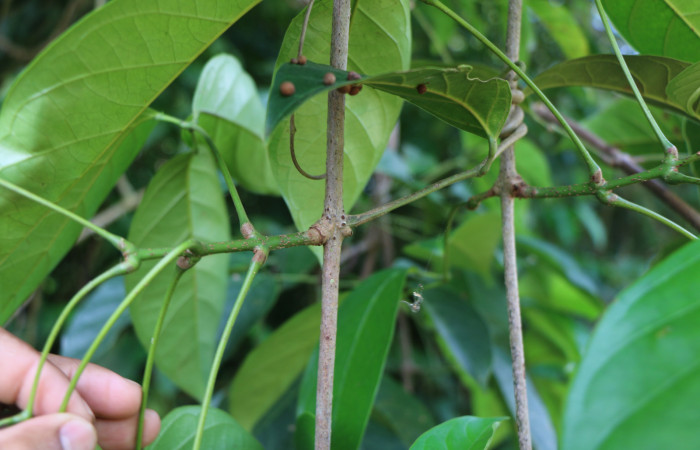 Figura. 3 Posición Hojas, <i>Callichlamys latifolia</i>, (Bignoniaceae). Area de Conservación Guanacaste, Sector Rincón Rain Forest, Estación Leiva, Margen de Camino, (elevación 410 metros), colectada el 23 de Agosto 2019. Foto, Jorge Hernández.