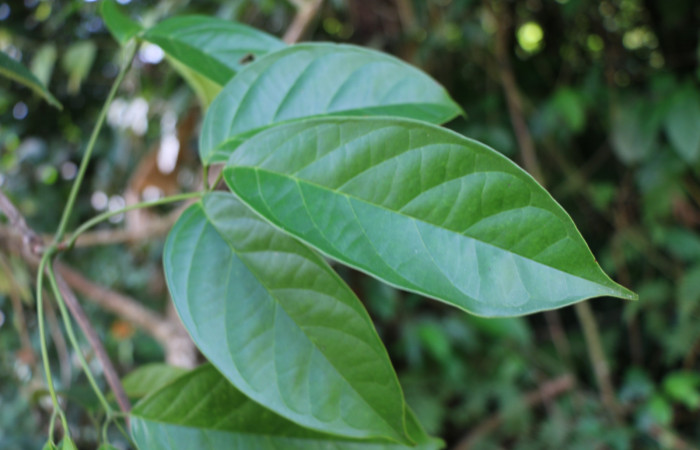 Figura. 4 Posición haz, <i>Callichlamys latifolia</i>, (Bignoniaceae). Area de Conservación Guanacaste, Sector Rincón Rain Forest, Estación Leiva, Margen de Camino, (elevación 410 metros), colectada el 23 de Agosto 2019. Foto, Jorge Hernández.