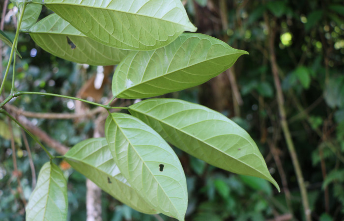 Figura. 5 Posición envés, <i>Callichlamys latifolia</i>, (Bignoniaceae). Area de Conservación Guanacaste, Sector Rincón Rain Forest, Estación Leiva, Margen de Camino, (elevación 410 metros), colectada el 23 de Agosto 2019. Foto, Jorge Hernández.