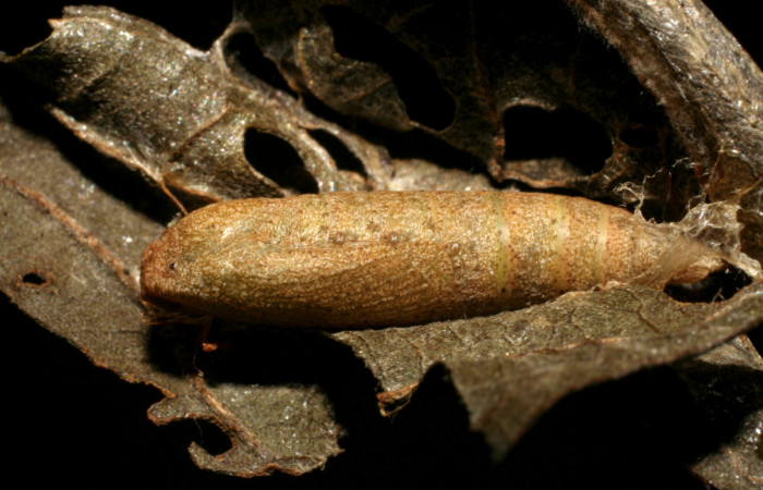 Figura 10. Posición lateral de la pupa, <i>Tachychlora amilletes</i> (Geometridae), planta hospedera <i>Psidium guajava</i> (Myrtaceae) Voucher, 07-SRNP-42102-DHJ427783.