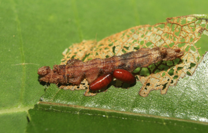 Figura 16. Puparios de la familia Tachinidae, junto a restos de larva <i>Tachychlora amilletes</i> .Voucher,17-SRNP-72262-DHJ738697.
