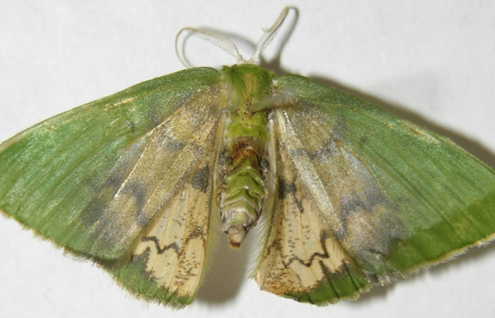 Figura 17. Adulto de <i>Tachychlora amilletes</i>, vista dorsal. Voucher 08-SRNP-41090-DHJ505955.