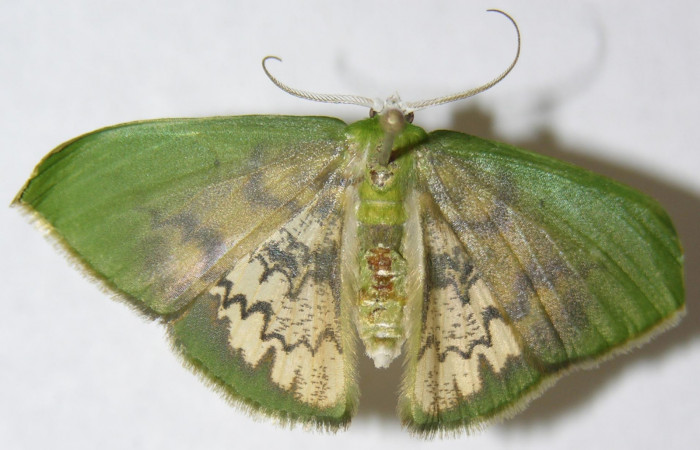 Figura 18. Adulto de <i>Tachychlora amilletes</i>, vista dorsal. Voucher 09-SRNP-40460-DHJ506055.