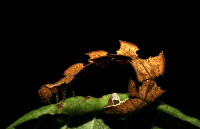 Figura 1. Posición lateral de <i>Tachychlora amilletes</i> (Geometriidae), planta hospedera <i>Psidium guajava</i> (Myrtaceae) Estación  Caribe. Voucher. 05-SRNP-41937-DHJ407294.