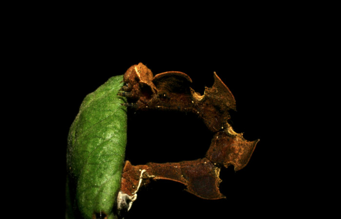 Figura 2. Posición lateral de <i>Tachychlora amilletes</i> (Geometridae), planta hospedera <i>Psidium guajava</i> (Myrtaceae) Estación  Caribe. Voucher 05-SRNP-41937-DHJ407295.
