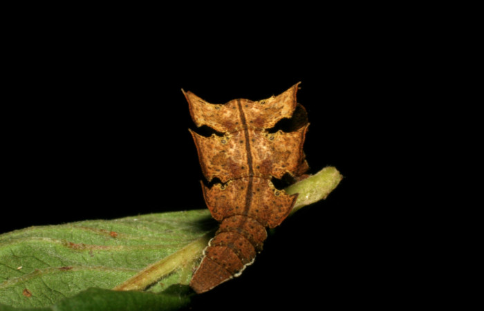 Figura 6. Posición de la cola de <i>Tachychlora amilletes</i> (Geometridae), planta hospedera <i>Psidium guajava</i> (Myrtaceae) Voucher, 05-SRNP-41937-DHJ407301.