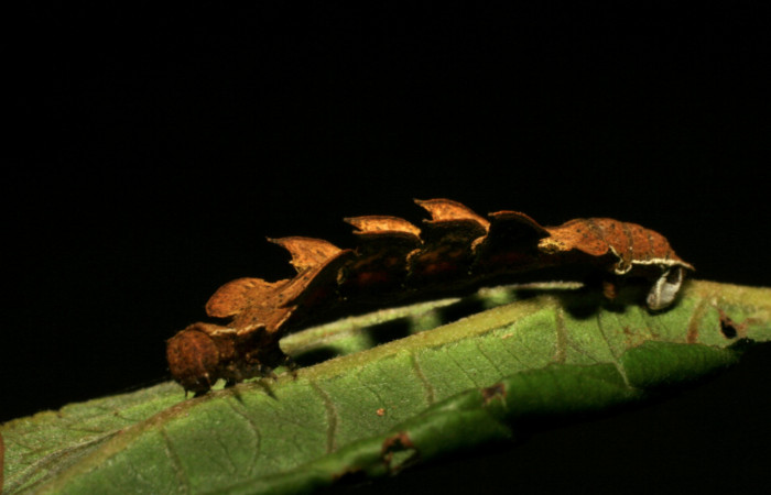 Figura 9. Posición lateral de <i>Tachychlora amilletes</i> (Geometridae), planta hospedera <i>Psidium guajava</i> (Myrtaceae). Voucher, 05-SRNP-41937-DHJ407307.