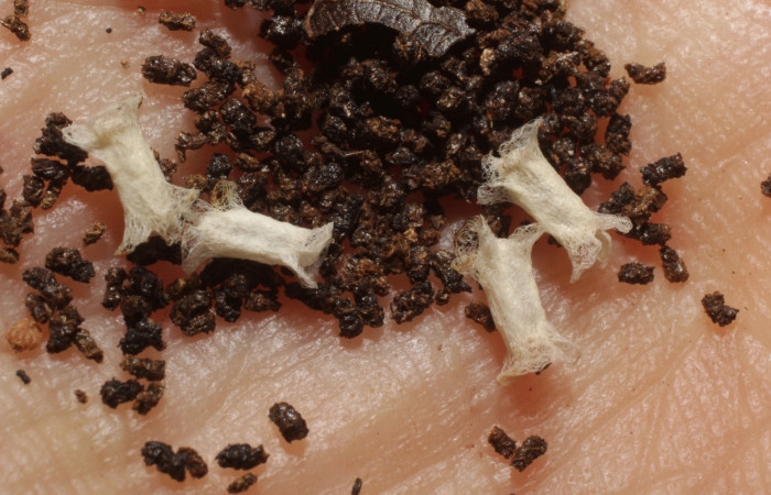 Figura 12. Capullos de parásito de la familia Braconidae  y estiércol de larva, <i>Tachychlora amilletes</i>. Voucher,12-SRNP-70640-DHJ802369.