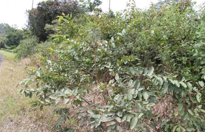 Fig. 21.  Planta <i>Psidium guajava</i>, familia Myrtaceae, hospedera de la larva <i>Tachychlora amilletes</i>, Geometridae. Foto, Pablo Umaña, 25Octubre2019..
