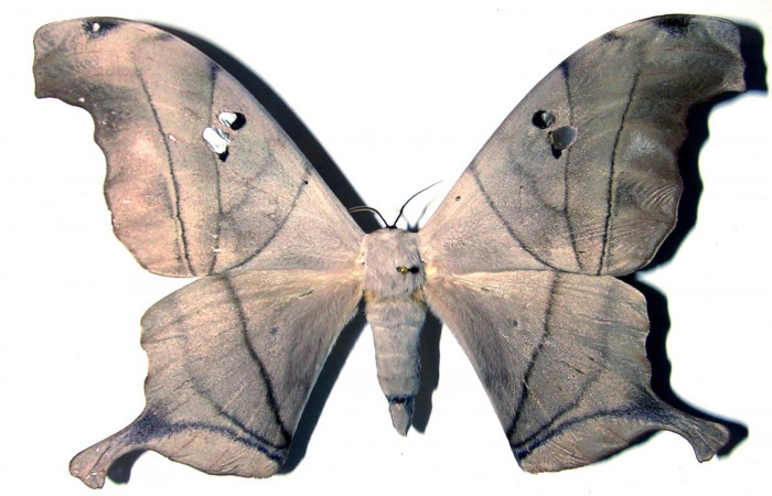 Fig. 15. Adulto macho de <i>Dysdaemonia boreas</i>. Area de Conservación Guanacaste, Sector Santa Rosa, Cafetal, elevación 280mt. Vista dorsal. (01-SRNP-14506-DHJ91774).