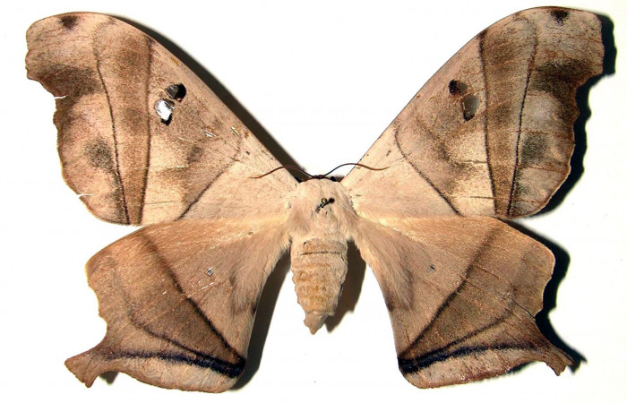 Fig. 13. Adulto hembra de <i>Dysdaemonia boreas</i>. Area de Conservación Guanacaste, Sector Santa Rosa, Luces, elevación 300mt.  Vista dorsal. (03-SRNP-12367-DHJ91710).
