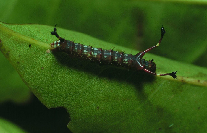 Fig. 5. Larva en segundo estadio de <i>Dysdaemonia boreas</i>. Area de Conservación Guanacaste, Sector Santa Rosa, Luces, elevación 300mt. (83-SRNP-280-DHJ57405.jpg).
