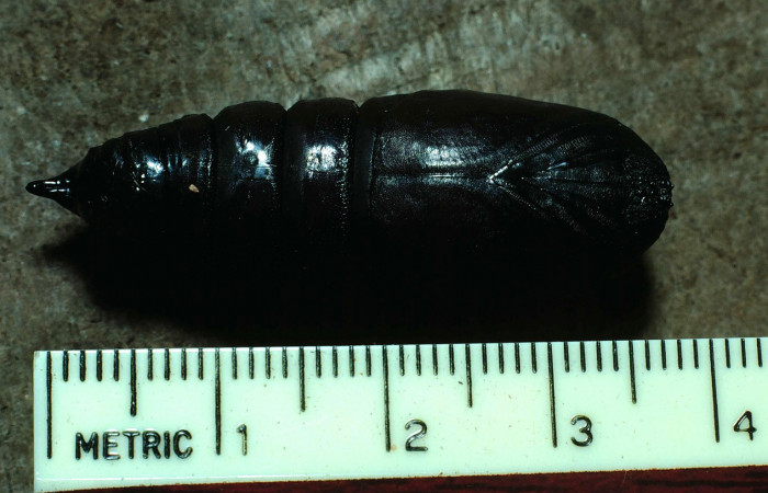 Fig. 12. Pupa de <i>Dysdaemonia boreas</i>. Area de Conservación Guanacaste, Sector Santa Rosa, Luces, elevación 300mt. (83-SRNP-280-DHJ57409.jpg)