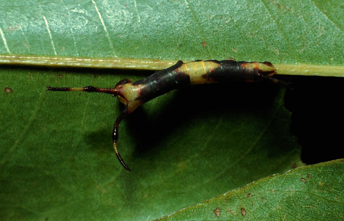 Fig. 6. Larva en segundo estadio de <i>Dysdaemonia boreas</i>. Area de Conservación Guanacaste, Sector San Cristóbal, Finca San Gabriel, elevación 645mt. (89-SRNP-65-DHJ10897.jpg).
