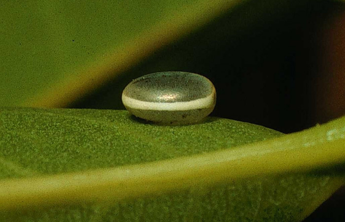 Fig. 2. Huevo de <i>Dysdaemonia boreas</i>. Area de Conservación Guanacaste, Sector Santa Rosa, Quebrada Puercos, elevación 155mt. (95-SRNP-4275-DHJ22643.jpg).