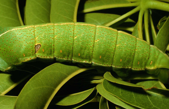 Fig. 11. Larva en último estadio de <i>Dysdaemonia boreas</i>. Area de Conservación Guanacaste, Sector Santa Rosa, Quebrada Puercos, elevación 155mt. (95-SRNP-4281-DHJ22736.jpg).
