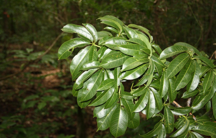 Fig. 18. Area de Conservación Guanacaste, Sector Santa Rosa, Quebrada Puercos, elevación155mt, planta hospedera de <i>Dysdaemonia boreas</i>, <i>Ceiba pentandra</i> de la familia. Malvaceae
 (foto 32.JMP 10/18/2019 .jpg).