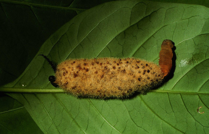 Figura 13. Larva <i>Manduca florestan</i> (Sphingidae), vista capullos de parásitos <i>Euplectrus testaceipes</i> Eulophidae, localidad Area Administrativa Sector Santa Rosa ACG (295m). Voucher: 00-SRNP-15861-DHJ55862.jpg.