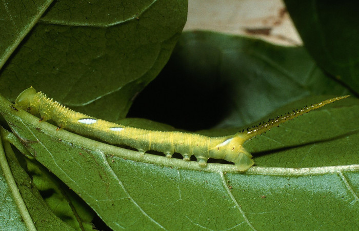 Figura 3. Larva <i>Manduca florestan</i> (Sphingidae), tercer estadío (PPU) vista lateral, localidad Sendero Puertas Sector Del Oro ACG (400m). Voucher: 03-SRNP-15054-DHJ76706.jpg.