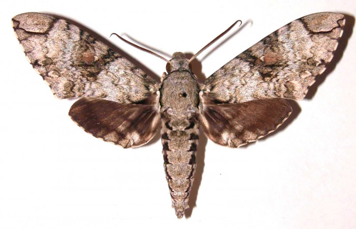 Figura 8. Adulto de <i>Manduca florestan</i> (Sphingidae), macho vista dorsal, localidad Sendero Puertas Sector Del Oro ACG (400m). Voucher: 03-SRNP-16286-DHJ37794.jpg.