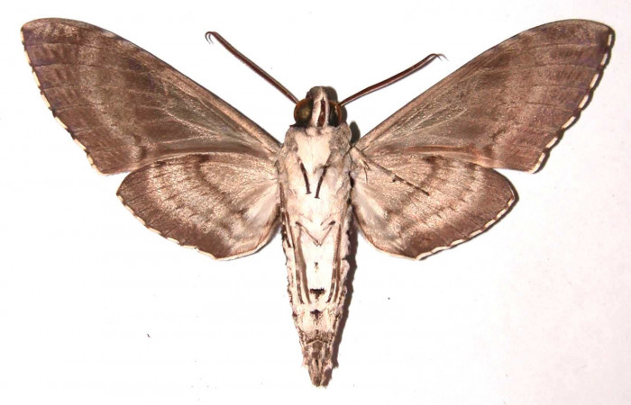 Figura 9. Adulto de <i>Manduca florestan</i> (Sphingidae), macho vista ventral, localidad Sendero Puertas Sector Del Oro ACG (400m). Voucher: 03-SRNP-16286-DHJ37795.jpg.