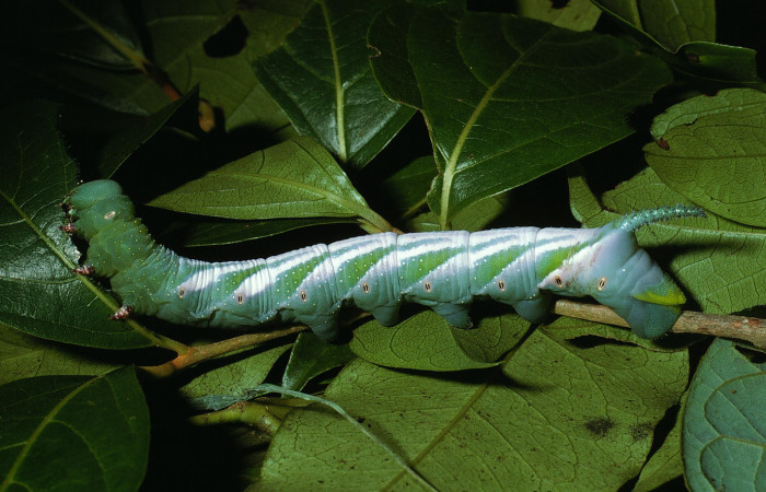 Figura 5. Larva <i>Manduca florestan</i> (Sphingidae), último estadío (U) vista lateral, localidad Sendero Segundo Sector Cacao ACG (1180m). Voucher: 03-SRNP-4076-DHJ73025.jpg.