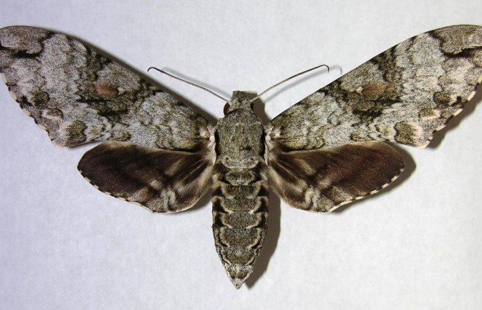Figura 10. Adulto de <i>Manduca florestan</i> (Sphingidae), hembra vista dorsal, localidad Quebrada Otilio Sector Cacao ACG (550m). Voucher: 06-SRNP-45803-DHJ361158.jpg.