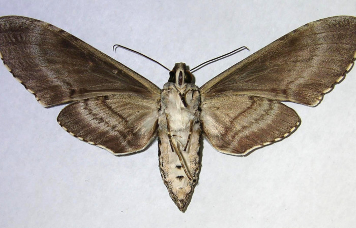 Figura 11. Adulto de <i>Manduca florestan</i> (Sphingidae), hembra vista ventral, localidad Quebrada Otilio Sector Cacao ACG (550m). Voucher: 06-SRNP-45803-DHJ361159.jpg.