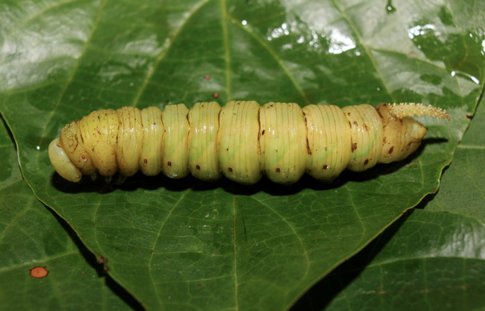 Figura 6. Larva </i>Manduca florestan</i> (Sphingidae), en estado de prepupa vista lateral, localidad Medrano Estación Biológica Quica Sector Pitilla ACG (380m). Voucher: 14-SRNP-71082-DHJ723614.jpg.