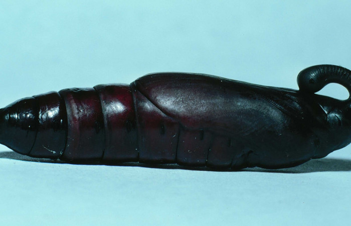 Figura 7. Pupa de <i>Manduca florestan</i> (Sphingidae), vista lateral, localidad Bosque San Emilio Sector Santa Rosa ACG (300m). Voucher: 83-SRNP-750-DHJ5617.jpg.