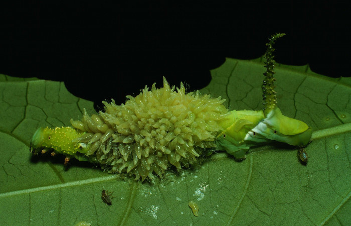 Figura 12. Larva <i>Manduca florestan</i> (Sphingidae), vista capullos de parásitos <i>Euplectrus testaceipes</i> (Eulophidae), localidad Area Administrativa Sector Santa Rosa ACG (295m). Voucher: 91-SRNP-1636-DHJ14435.jpg.