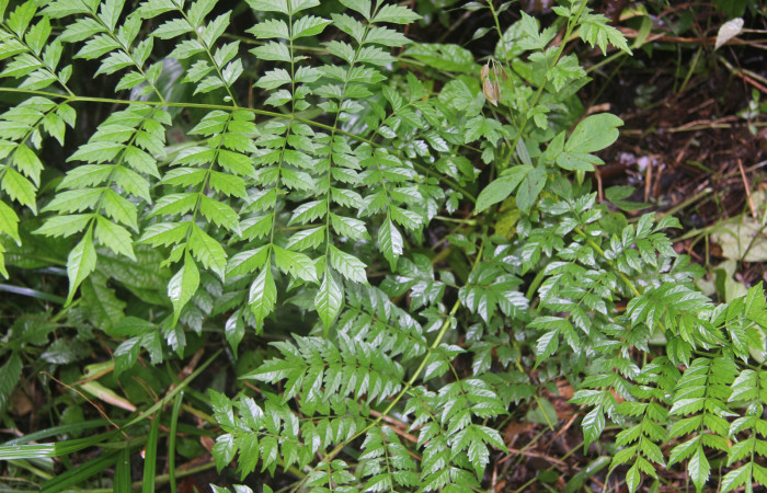 Figura 14. Planta hospedera de <i>Manduca florestan</i> (Sphingidae), esta planta se llama <i>Jacaranda copaia</i> (Bignoniaceae), localidad Medrano Estación Biológica Quica Sector Pitilla ACG (380m).