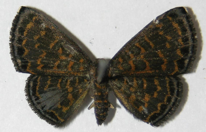 Figura 18. Adulto de <i>Pirascca arbuscula</i> (Riodinidae), vista dorsal, localidad Estación Biológica Quica, Sector Pitilla ACG (470m). Voucher: 09-SRNP-72617-DHJ518438.jpg.