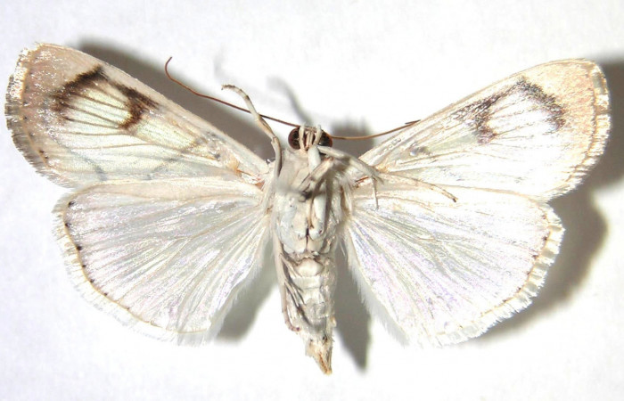 Fig. 3 Vista dorsal  hembra <i>Dichogama colotha[/i[, (Crambidae). Eclosionó 01 de Agosto 1990, Sector Santa Rosa, Bosque San Emilio 030mts. (90-SRNP-1028.6-DHJ371342.jpg.).