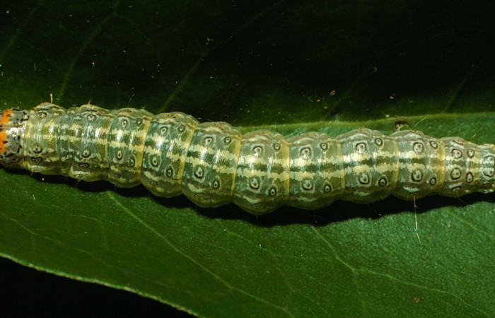 Fig.5 Vista dorsal, <i>Dichogama colotha</i>, (Crambidae). Se colectó 30 de Julio 2001 Sector Santa Rosa, Sendero Natural, 290mts. (01-SRNP-16143-DHJ61077.jpg.). 