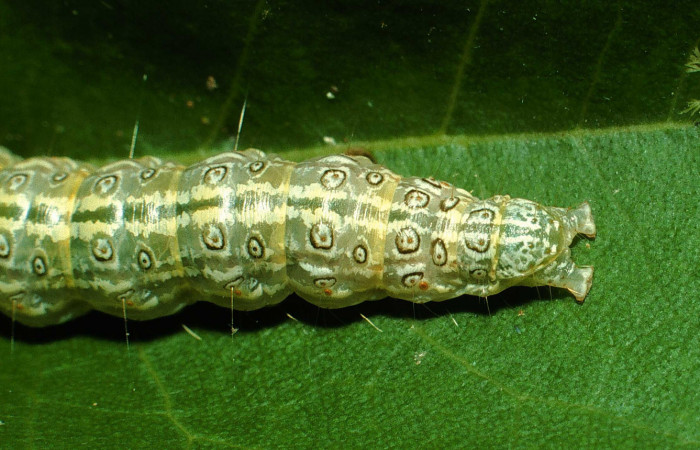 Fig.7 Vista trasera, <i>Dichogama colotha</i>, (Crambidae). Se colectó 30 de Julio 2001 Sector Santa Rosa, Sendero Natural, 290mts.( 01-SRNP-16143-DHJ61073.jpg.).