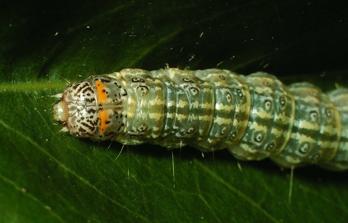 Fig.8 Cabeza, <i>Dichogama colotha</i>, (Crambidae). Se colectó 30 de Julio 2001 Sector Santa Rosa, Sendero Natural, 290mts.( 01-SRNP-16143-DHJ61076.jpg.).
