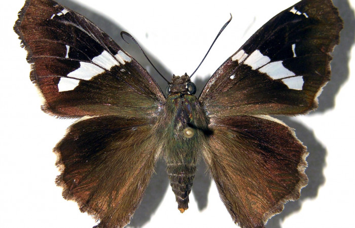 Figura 9. Adulto de <i>Spathilepia clonius</i> (Hesperiidae),  macho vista dorsal, localidad Cafetal, Sector Santa Rosa ACG (280m). Voucher: 01-SRNP-15478-DHJ92486.jpg.