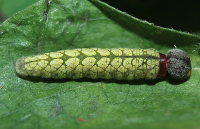 Figura 4. Larva <i>Spathilepia clonius</i> (Hesperiidae), penúltimo estadío (PU) vista dorsal, localidad Medrano, Estación Biológica Quica Sector Pitilla ACG (380m). Voucher: 15-SRNP-70890-DHJ727344.jpg.