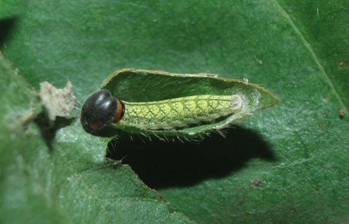 Figura 3. Larva <i>Spathilepia clonius</i> (Hesperiidae), tercer estadío (PPU) vista dorsal, localidad Medrano, Estación Biológica Quica ACG (380m). Voucher: 15-SRNP-71528-DHJ727778.jpg.